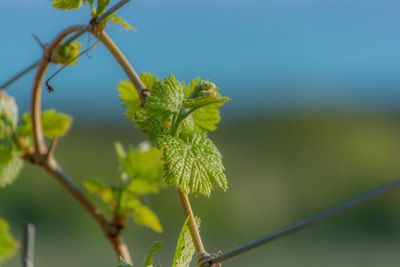 Close-up of plant