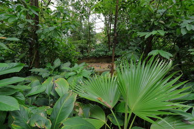 Green leaves in a forest