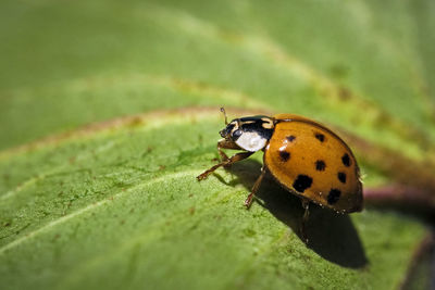 Close-up of butterfly on leaf