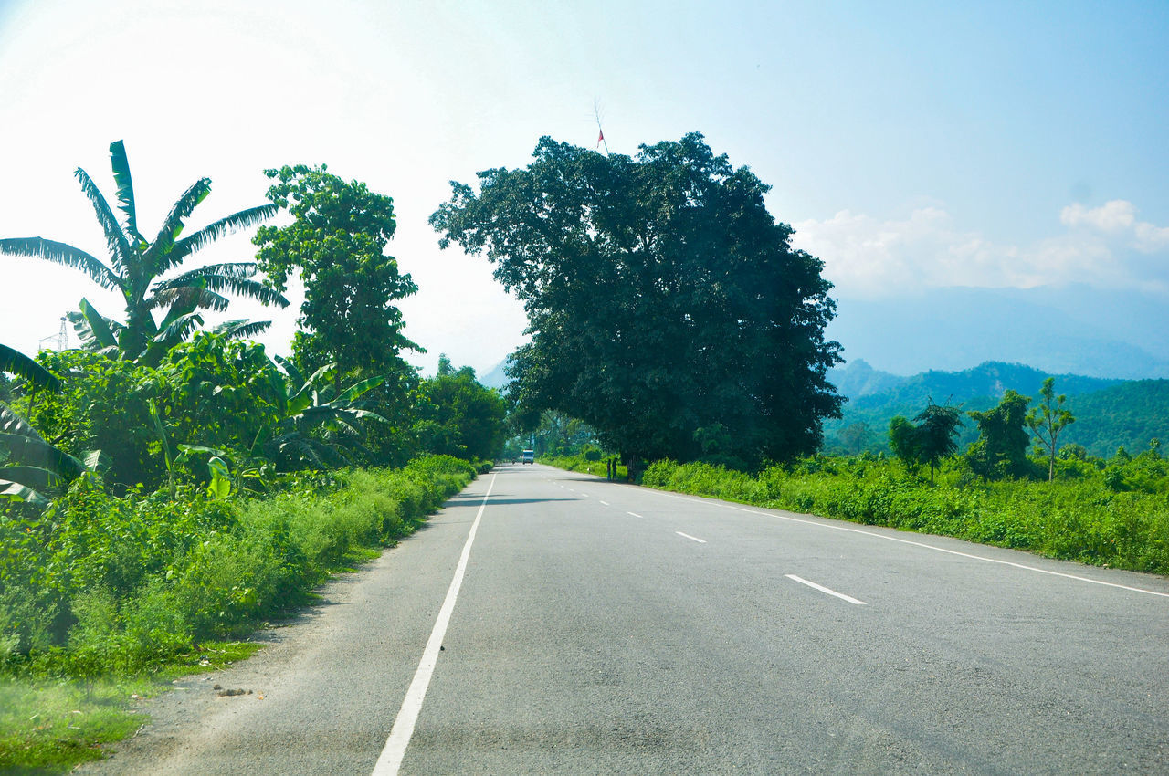 EMPTY ROAD ALONG TREES