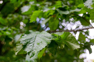 Drops of rain water on the green leaves of a tree in the casa de campo in madrid, in spain. europe. 