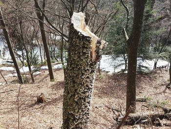 Bird on tree trunk against sky