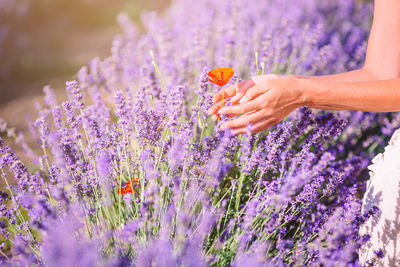 Low angle view of purple flowering plants on field