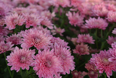 Close-up of pink flowers blooming outdoors