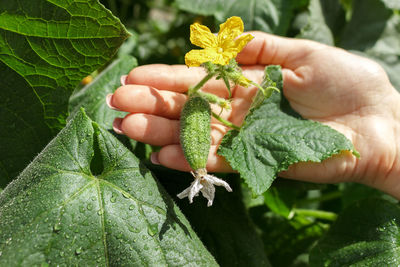 Woman farmer hands check a cucumber on organic farm after rain