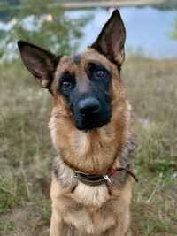 Close-up portrait of a dog on field