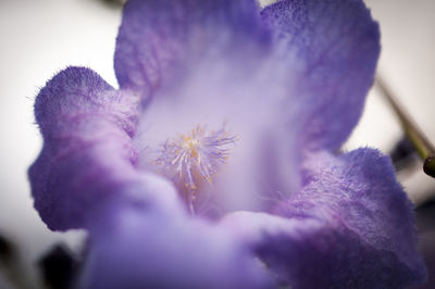 Close-up of purple flowering plant