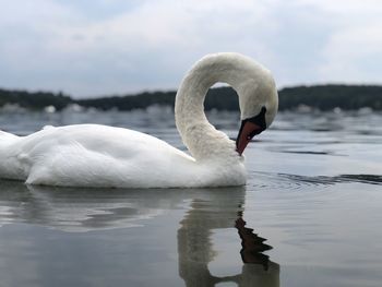 Swan swimming in a lake