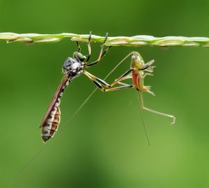 Close-up of insect on plant