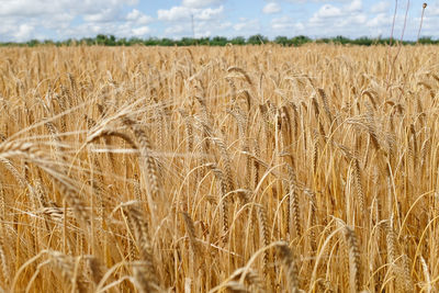 Close-up of wheat on field against sky