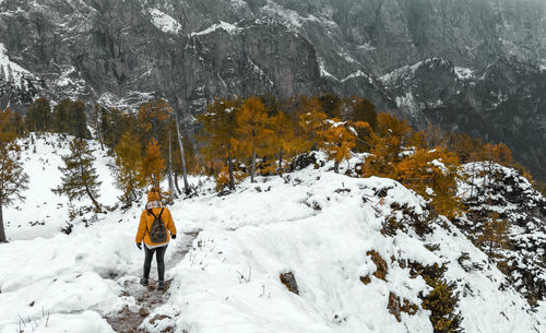 Rear view of female hiker walking on snowy path leading to larch tree forest under misty mountains