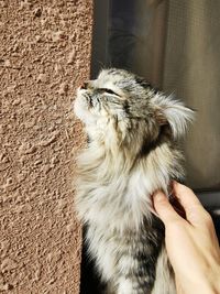 Close-up of hand holding cat