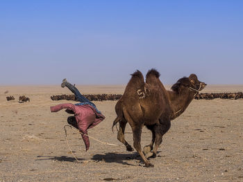 Man falling from camel on land