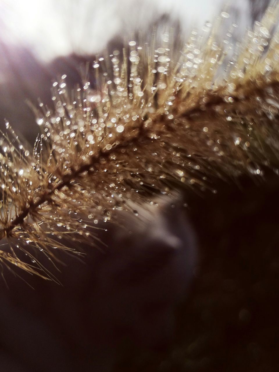 CLOSE-UP OF WATER DROPS ON LEAF