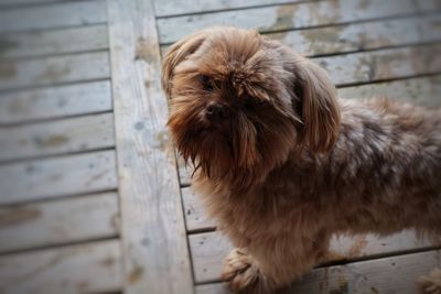 Portrait of puppy on floor