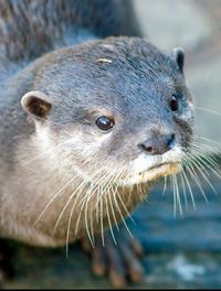 High angle view of otter