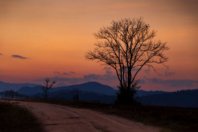 Silhouette tree on field against sky during sunset