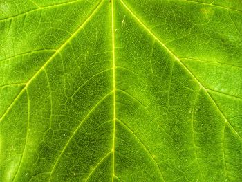 Macro shot of green leaf