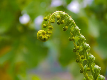 Close-up of fern plant