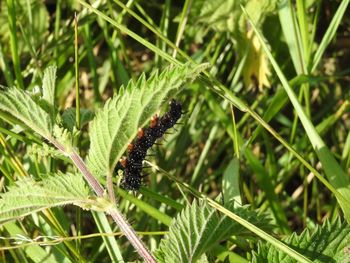 Close-up of insect on plant