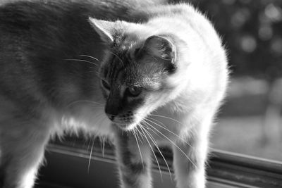 Close-up of cat looking away