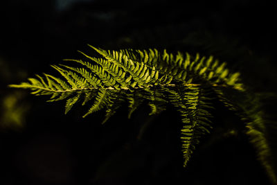 Close-up of fern leaves