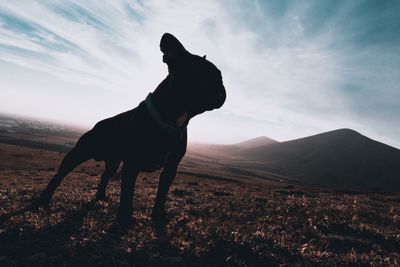 Dog standing on field against sky