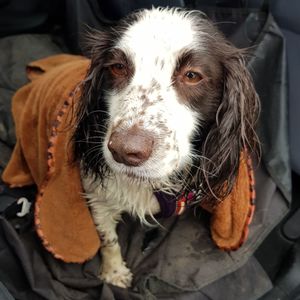 Close-up portrait of dog