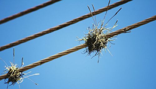 Low angle view of insect on flower against clear blue sky