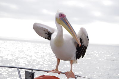 Seagull perching on railing against sea