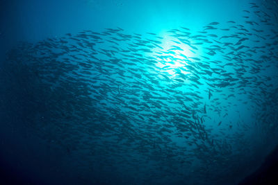 Fish swimming in sea