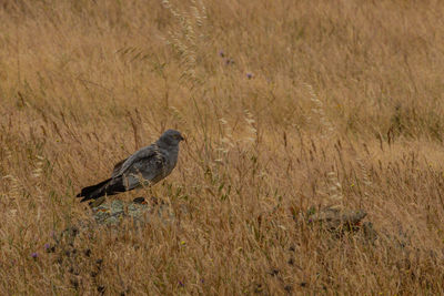 Bird perching on grass