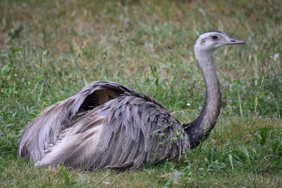 Bird on grassy field