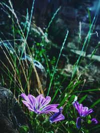 Close-up of purple flowers