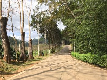 Road amidst trees in forest