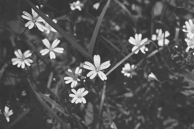 Close-up of flowers blooming outdoors