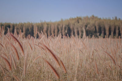 View of stalks in field against clear sky