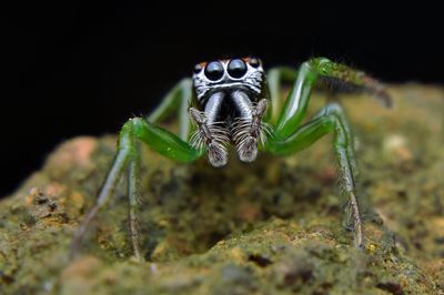 Close-up of insect