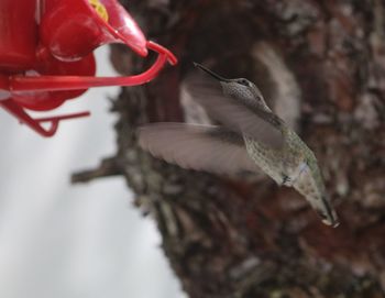 Close-up of bird flying