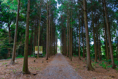 View of bamboo trees in forest