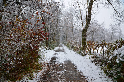 Bare trees in forest during winter