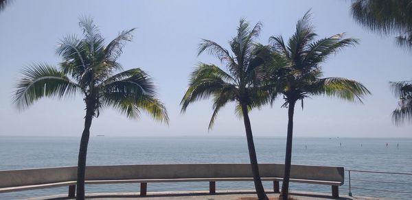 Palm trees on beach against sky