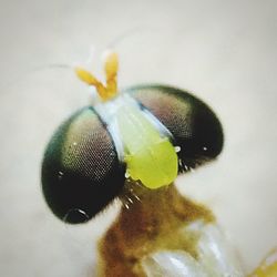 Close-up of insect on flower