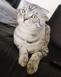 Portrait of cat resting on sofa