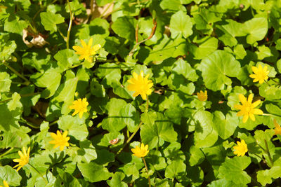 Close-up of yellow flowering plant leaves