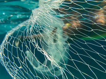 Close-up of jellyfish in water