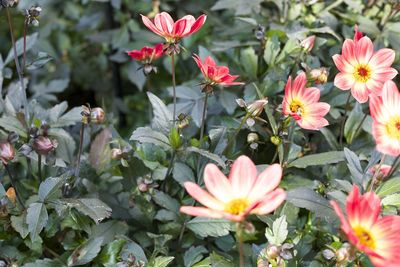 Close-up of flowers blooming outdoors