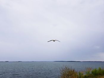 Seagull flying over sea against sky