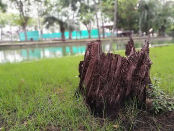 Close-up of tree trunk on field