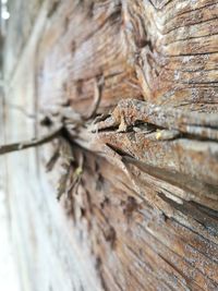 Close-up of lizard on wood